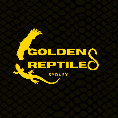 Golden Reptiles Sydney